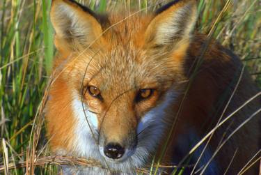 Face to face with a red fox thumb