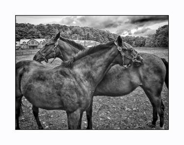 Horses Closeness. with limited Edition of 15 thumb