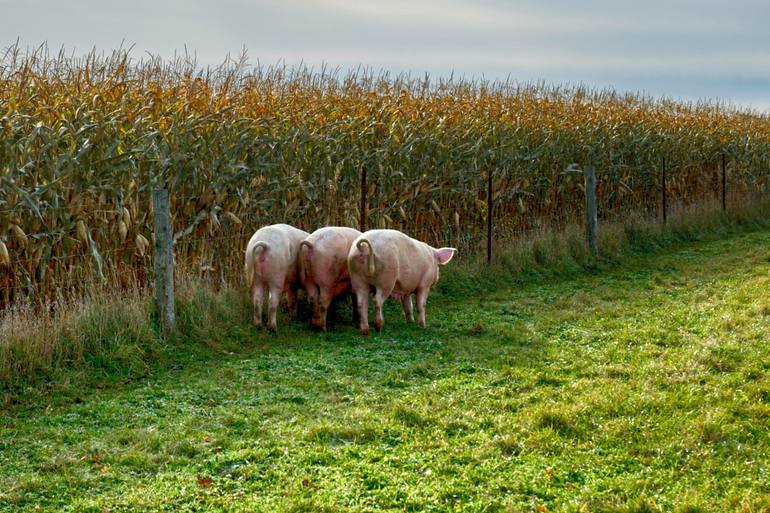 Original Documentary Animal Photography by Motty Levy