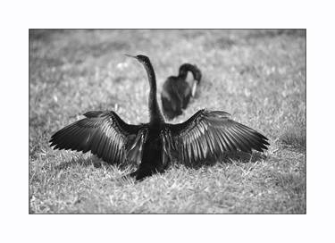 Print of Documentary Animal Photography by Motty Levy
