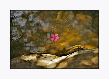 Red Flower in water stream. With a Limited Edition of 15 thumb