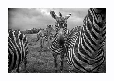 Print of Figurative Animal Photography by Motty Levy