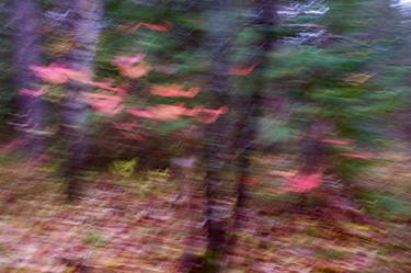 Original Expressionism Nature Photography by Motty Levy