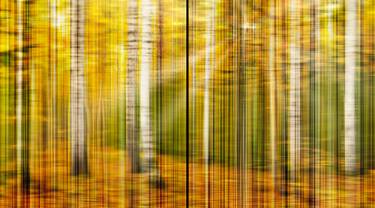 BIRCH FOREST IN AUTUMN   Dyptich (90x160 cm) - Limited Edition 1 of 5 thumb