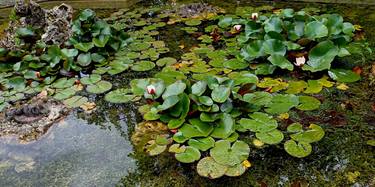 Just Beauty of Lilies thumb