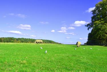 Rhinos in an open field thumb