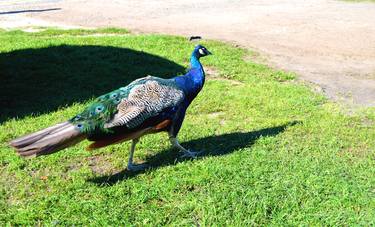 Peacock in an urban area thumb