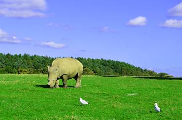 Print of Art Deco Animal Photography by Vinay Jalla