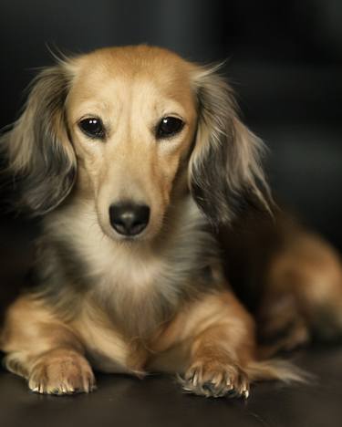 Long hair dachshunds - Limited Edition 1 of 1 thumb