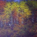 Collection Nature Landscapes