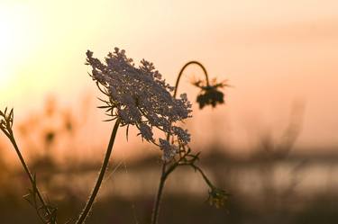 Print of Illustration Floral Photography by Maurizio Franzosi