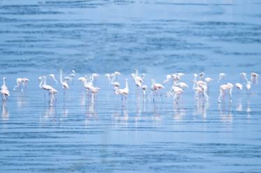 Print of Nature Photography by Maurizio Franzosi