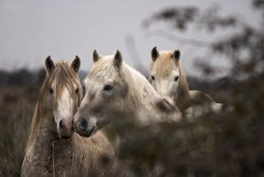 Print of Photorealism Horse Photography by Maurizio Franzosi