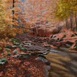 Sunny Autumn in the Forest by Dejan Trajkovic