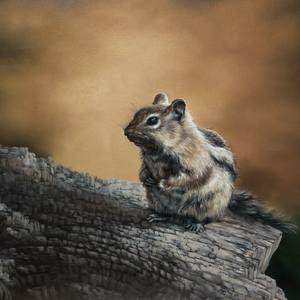 Collection Oil paintings-  animals 