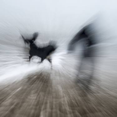 Print of Conceptual Animal Photography by Chris terryn