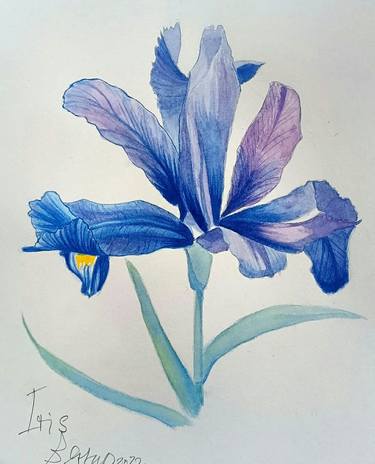 Blue iris thumb