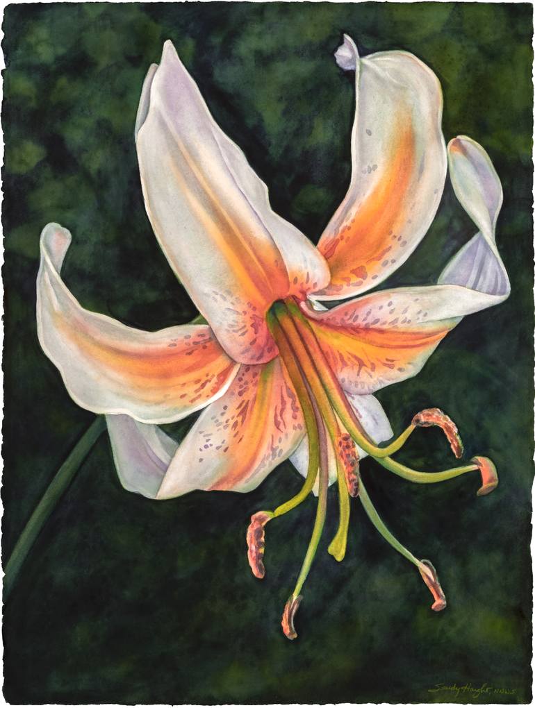 Original Contemporary Floral Painting by Sandy Haight