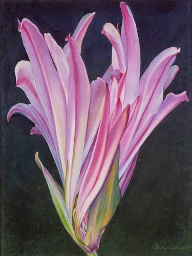 Original Floral Paintings by Sandy Haight