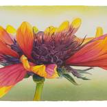Meadow Star by Sandy Haight