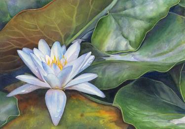 Original Nature Paintings by Sandy Haight