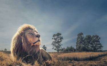 Print of Portraiture Animal Photography by Jackson Carvalho