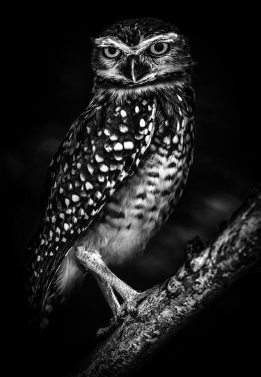 Print of Fine Art Animal Photography by Jackson Carvalho