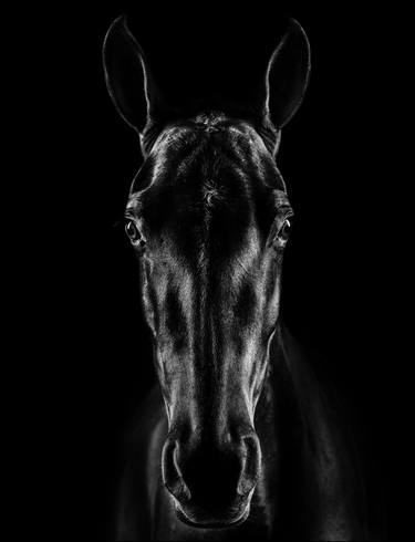 Print of Expressionism Animal Photography by Jackson Carvalho
