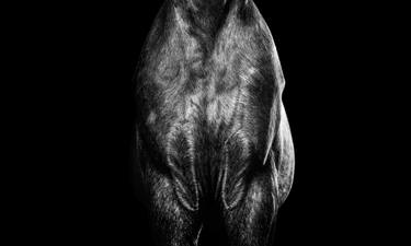 Print of Conceptual Animal Photography by Jackson Carvalho