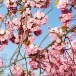 Cherry Blossoms by Angela Cappetta