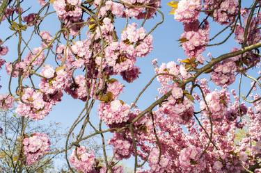 Original Documentary Botanic Photography by Angela Cappetta