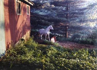 Print of Horse Photography by Angela Cappetta