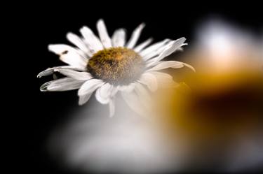 Original Fine Art Floral Photography by William Hindle