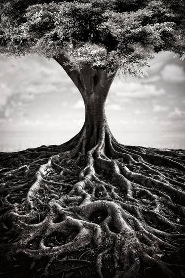 Print of Abstract Tree Photography by Evelina Kremsdorf