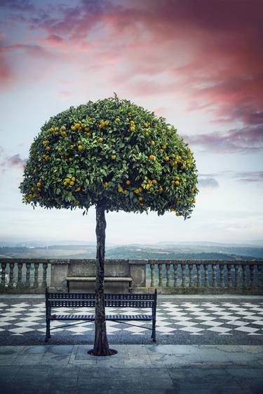 Print of Photorealism Tree Photography by Evelina Kremsdorf