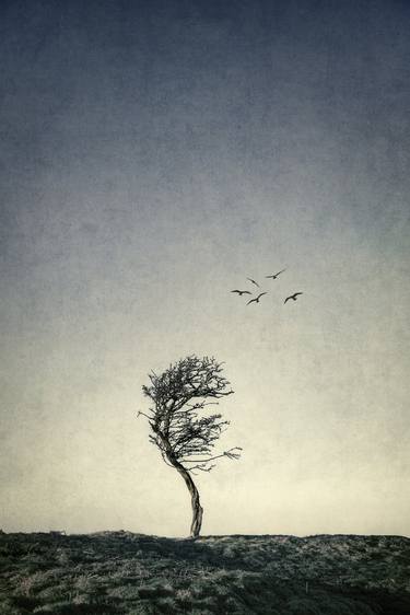 Print of Photorealism Tree Photography by Evelina Kremsdorf