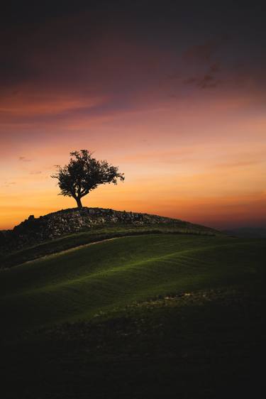 Original Minimalism Tree Photography by Evelina Kremsdorf