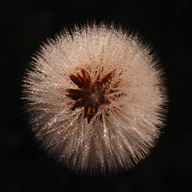 Print of Modern Botanic Photography by Mike Wheeler