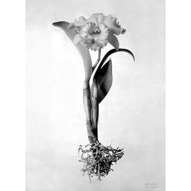 Print of Fine Art Floral Photography by Athol Lewis