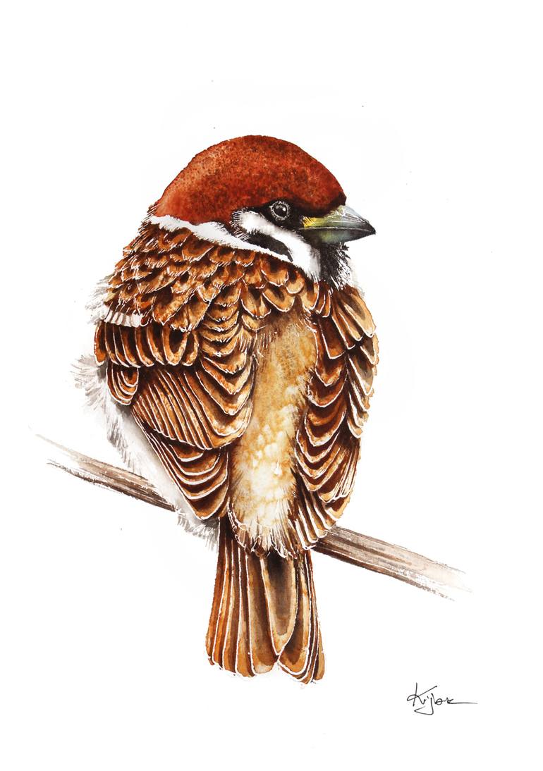 sparrow bird painting