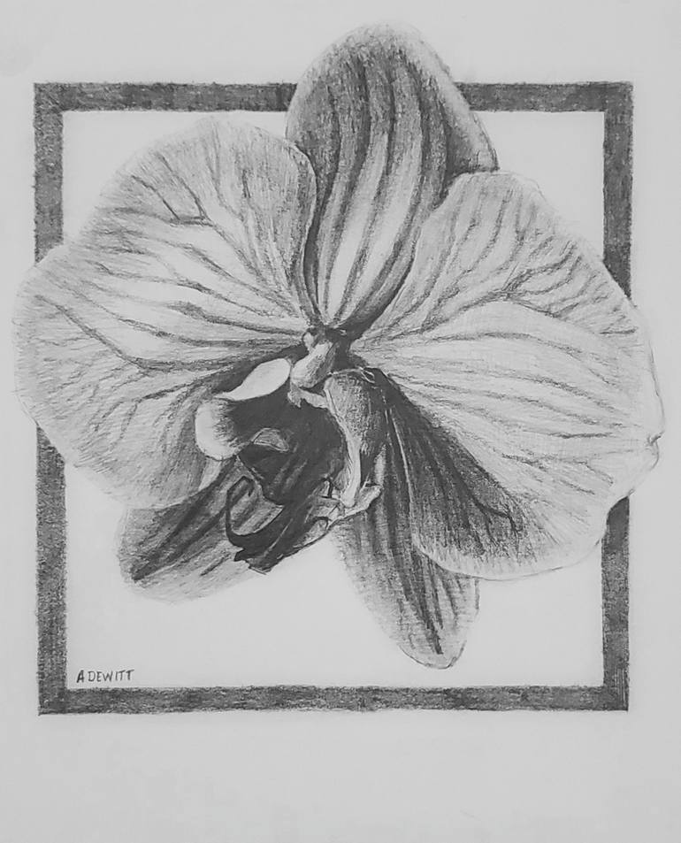 orchid drawings pencil