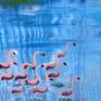 Family flamingos