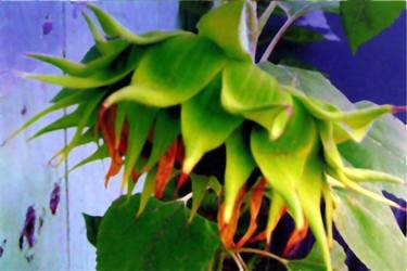 Original Fine Art Abstract Photography by Linda Arthurs