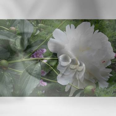 Original Fine Art Abstract Photography by Linda Arthurs