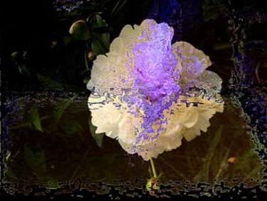 Original Fine Art Abstract Photography by Linda Arthurs