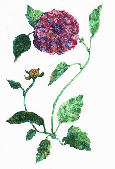 Original Illustration Botanic Paintings by Freya Laetitia Stinton