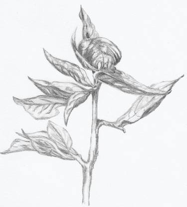 Original Illustration Botanic Drawings by Freya Laetitia Stinton