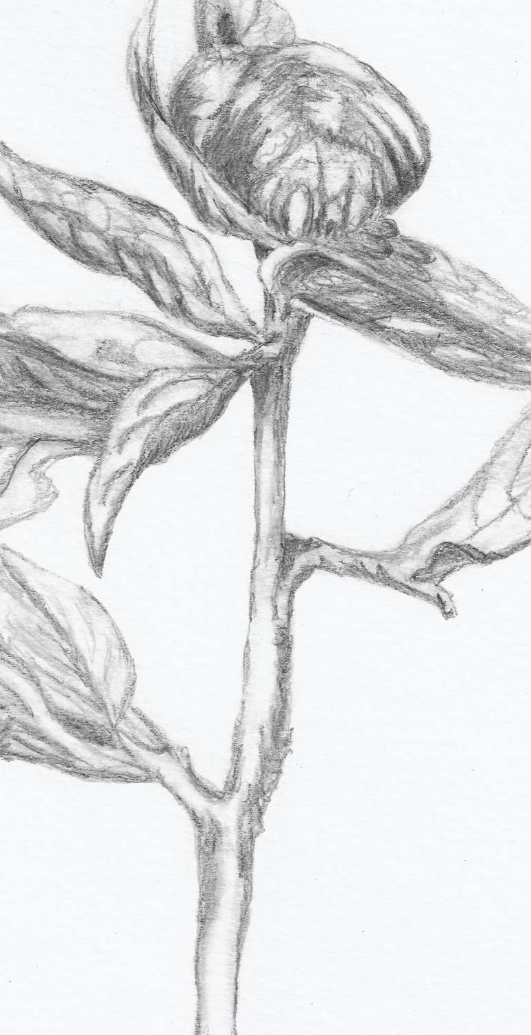 Original Illustration Botanic Drawing by Freya Laetitia Stinton