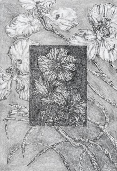 Original Floral Drawings by Freya Laetitia Stinton