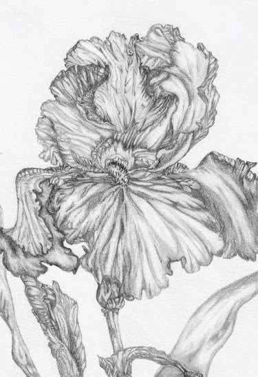 Original Fine Art Floral Drawings by Freya Laetitia Stinton